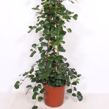 Ficus natalensis 'Trinova'