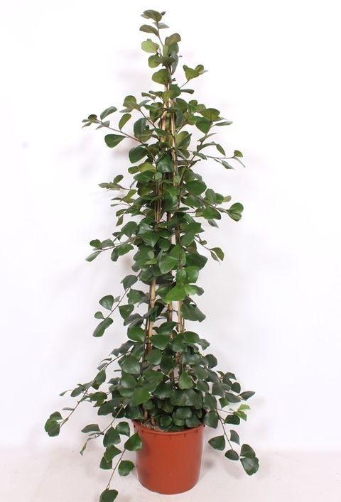 Ficus natalensis 'Trinova'