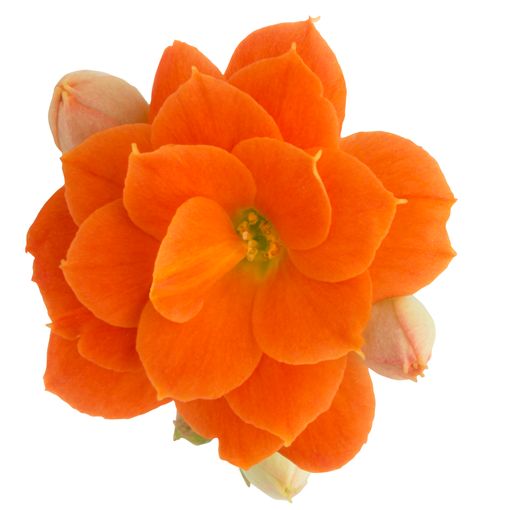 Kalanchoe blossfeldiana ROSE FLOWERS NELLY (Queen - Knud Jepsen a/s)