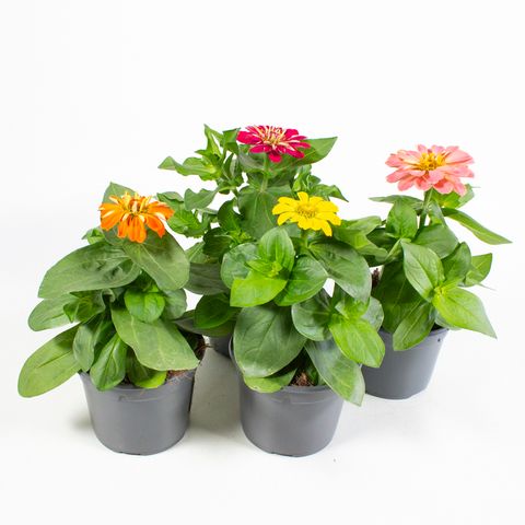 Zinnia elegans MIX