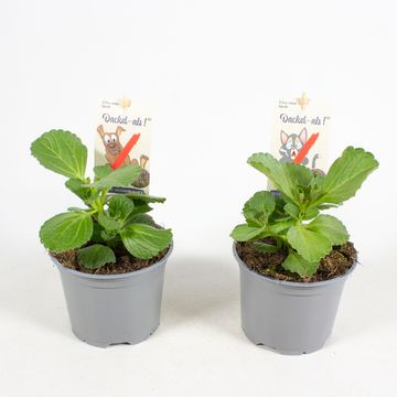 Plectranthus caninus