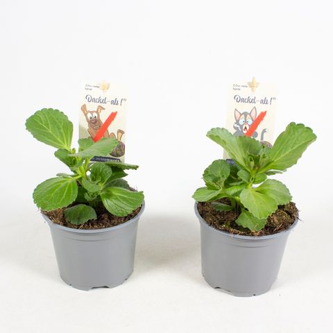 Plectranthus caninus