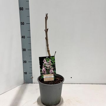 Syringa vulgaris BEAUTY OF MOSCOW