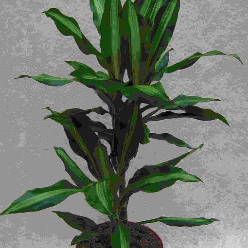 Dracaena fragrans CINTHO