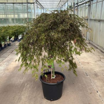 Acer palmatum 'Inaba-shidare'