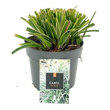 Carex morrowii 'Ice Dance'