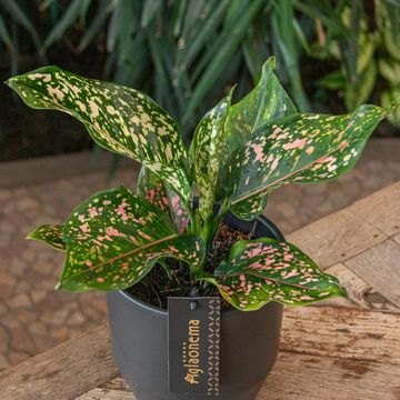 Aglaonema 'Pink Leopard'