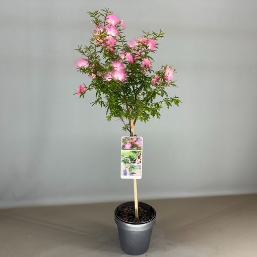 Calliandra surinamensis 'Dixie Pink'