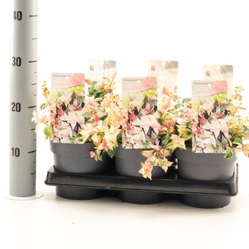 Trachelospermum jasminoides 'Chameleon'