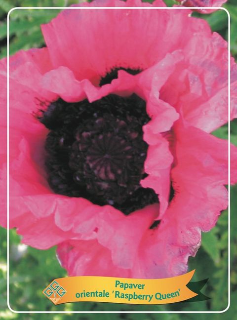 Papaver orientale 'Raspberry Queen'