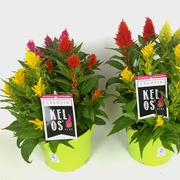 Celosia KELOS MIX IN POT