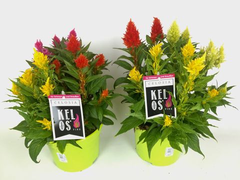 Celosia KELOS MIX IN POT