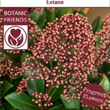 Skimmia japonica EXSTASE