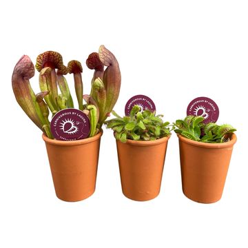 Carnivorous plants MIX