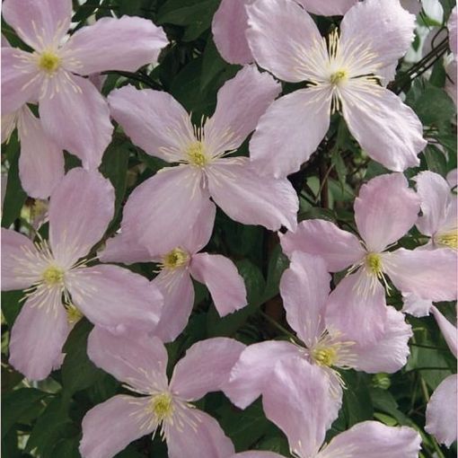 Clematis 'Elizabeth' (M)