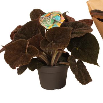 Begonia masoniana RIVER