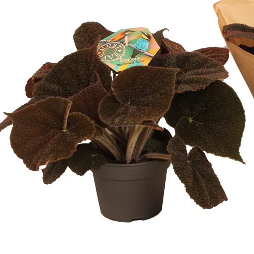 Begonia masoniana RIVER