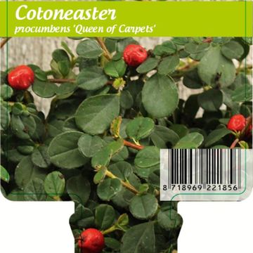 Cotoneaster procumbens 'Queen of Carpets'
