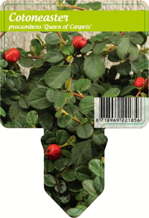 Cotoneaster procumbens 'Queen of Carpets'