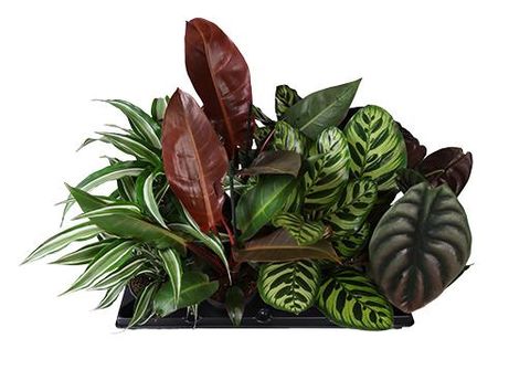 Rośliny doniczkowe﻿ MIX