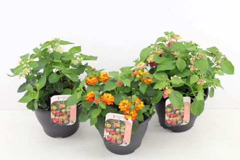 Lantana camara MIX