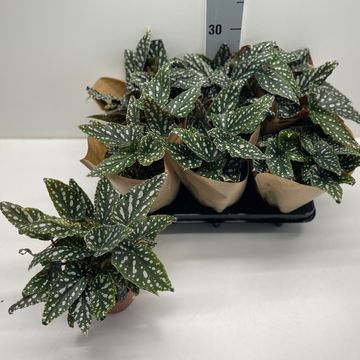 Begonia maculata