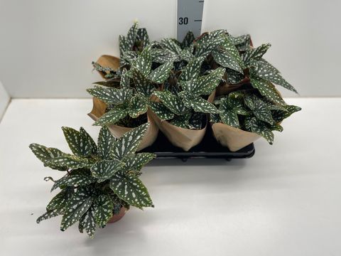 Begonia maculata