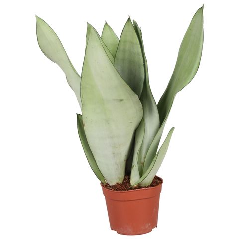 Sansevieria trifasciata 'Moonshine'