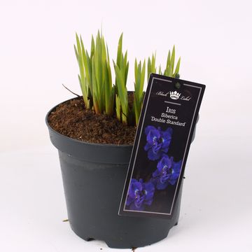 Iris sibirica 'Kaboom'