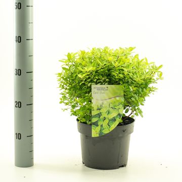 Pittosporum tenuifolium 'Golf Ball'