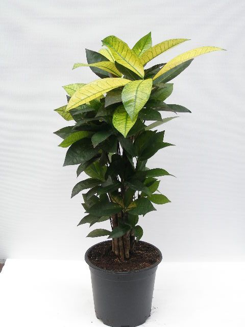 Codiaeum variegatum 'Mrs Iceton'