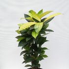 Codiaeum variegatum 'Mrs Iceton'