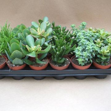 Crassula MIX