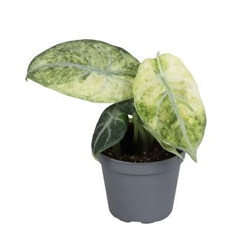 Alocasia 'Ninja Mint Variegata'