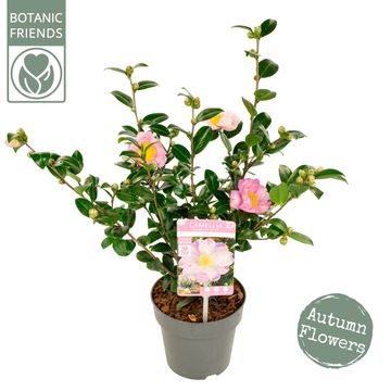Camellia sasanqua 'Pink Premium'