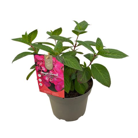 Hydrangea serrata 'Magic Sunset'