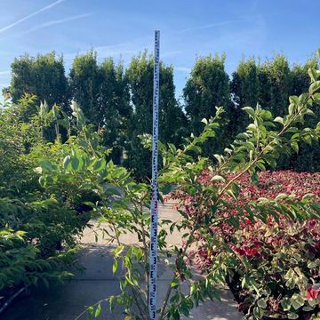 Prunus x yedoensis