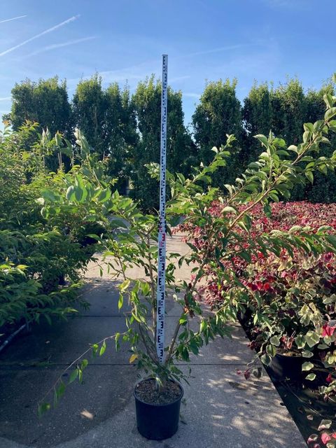 Prunus x yedoensis