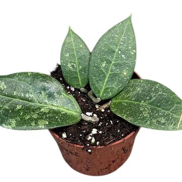 Hoya verticillata 'Lavia'