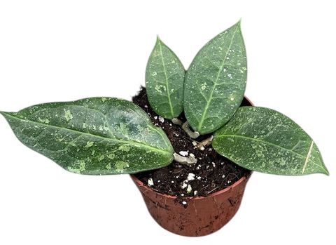 Hoya verticillata 'Lavia'