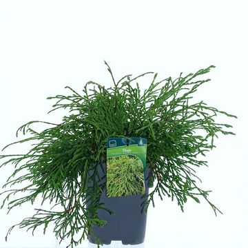 Thuja plicata 'Kager's Beauty'