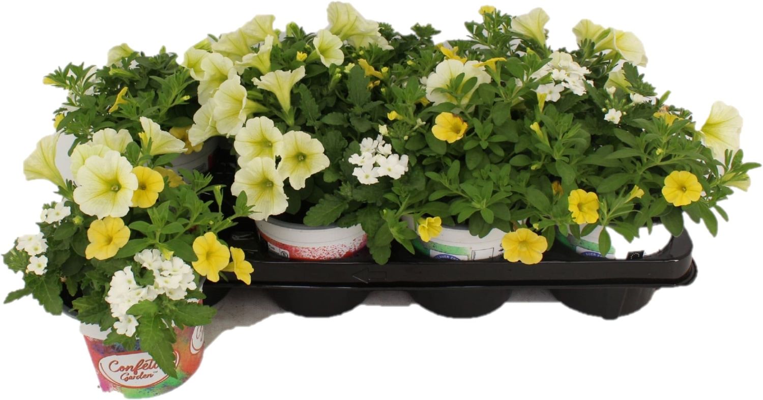Bedding plants MIX IN POT — Plant Wholesale FlorAccess