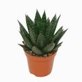 Aloe 'D Due'