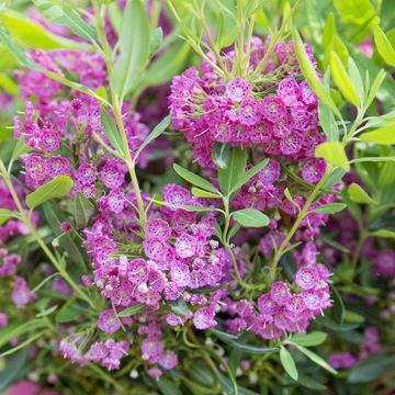 Kalmia angustifolia 'Rubra'