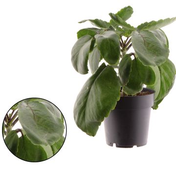 Kalanchoe pinnata 'Zanzibar'