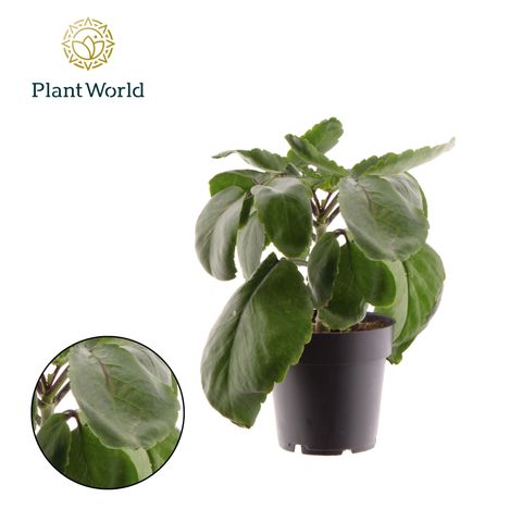 Kalanchoe pinnata 'Zanzibar'