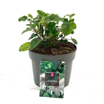 Lavatera 'Barnsley Baby'