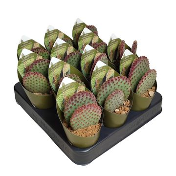 Opuntia microdasys rufida