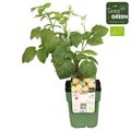 Rubus idaeus TWOTIMER SUGANA YELLOW
