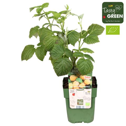 Rubus idaeus TWOTIMER SUGANA YELLOW